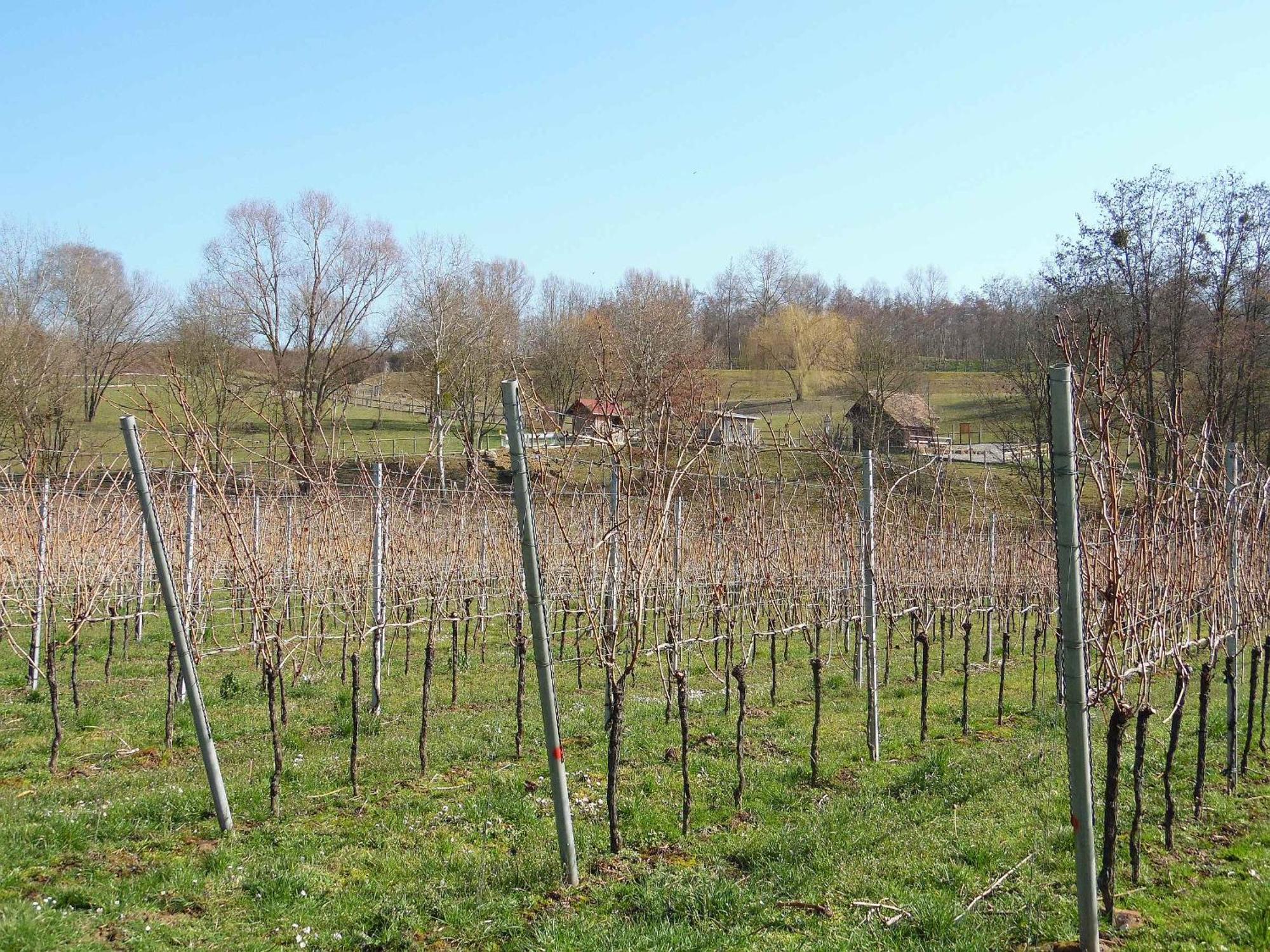 Ferienwohnungen Hog , Ringsheim Exteriör bild